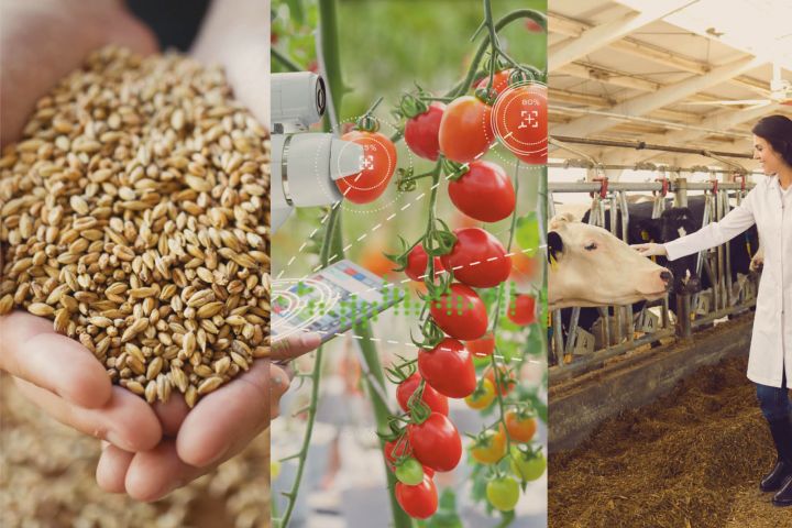 Agritech and Foodtech: imaging from seed to plate – Blog i2S